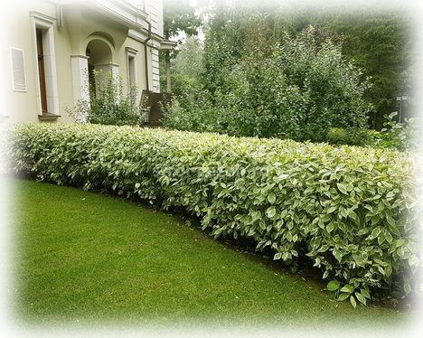 Жизнь в поселке